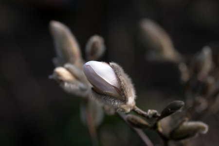 flower, magnolia, leaf, background, gardenの写真素材
