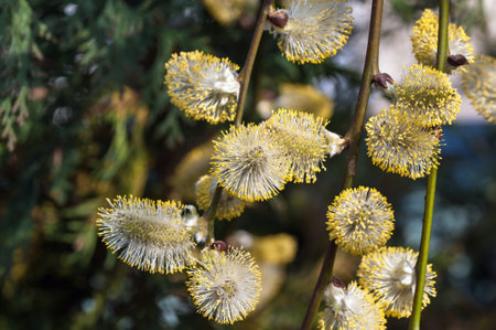 catkin, bud, willow, fluffy, pollen, springtime, yellowの写真素材