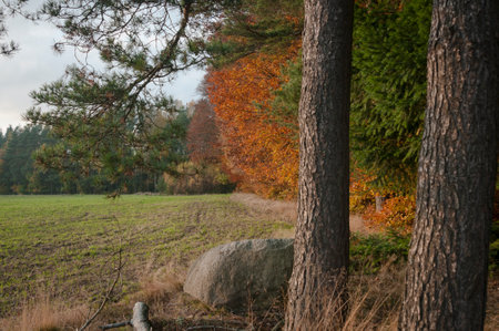 forest, autumn, nature, park, foliage, fall, red, bright, colorfulの写真素材
