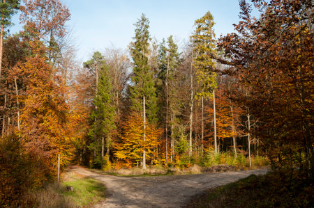 forest, autumn, nature, park, foliage, fall, red, bright, colorfulの写真素材