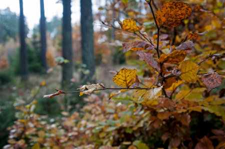 forest, autumn, nature, park, foliage, fall, red, bright, colorfulの写真素材