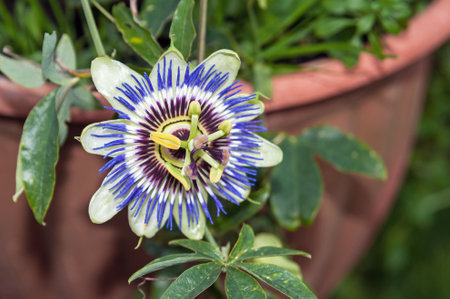 passiflora, flower, nature, garden, passion flowerの写真素材