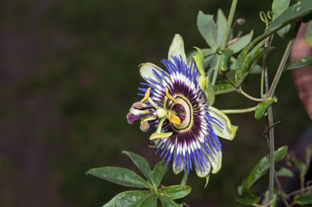 passiflora, flower, nature, garden, passion flowerの写真素材