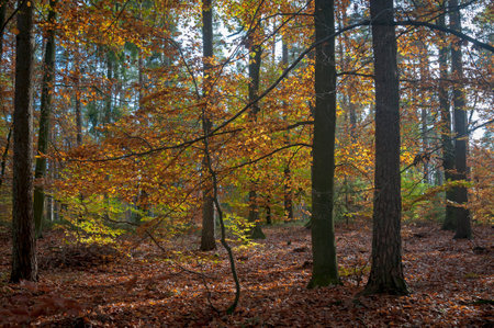 forest, autumn, nature, park, foliage, fall, red, bright, colorfulの写真素材