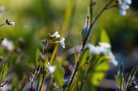 floral, white, caucasian, caucasian geeseの写真素材