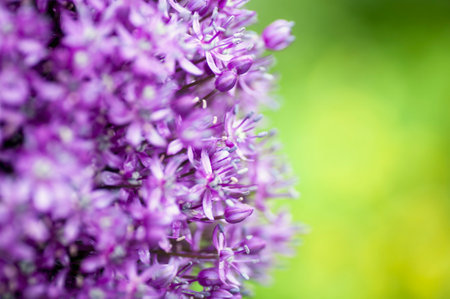 flower, decorative, garlic, garden, natureの写真素材