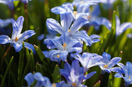 flower, blue, plant, scilla, natureの写真素材