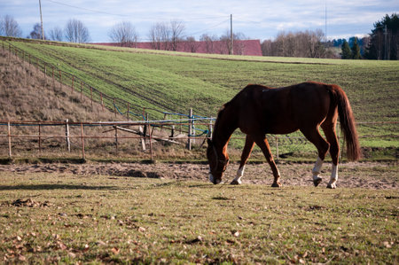 horse, animal, outdoor, mare, nature, farm, equine, equestrian, friendship, ranch, run, running, stallion, freedom, hobbies, lifestyles, majestic, thoroughbred, fast, agriculture, non-urban scene, rural scene, hoofed mammal scene, hoofed , horseback riding, affectionate, horses, galloppの写真素材