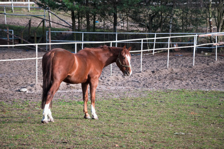 horse, animal, outdoor, mare, nature, farm, equine, equestrian, friendship, ranch, run, running, stallion, freedom, hobbies, lifestyles, majestic, thoroughbred, fast, agriculture, non-urban scene, rural scene, hoofed mammal scene, hoofed , horseback riding, affectionate, horses, galloppの写真素材