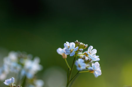 floral, white, caucasian, caucasian geeseの写真素材