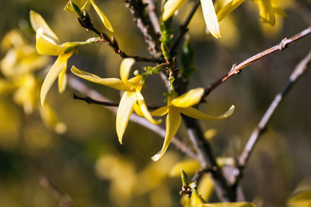 forsythia, flower, yellow, nature, blossom, plant, forsythiaの写真素材