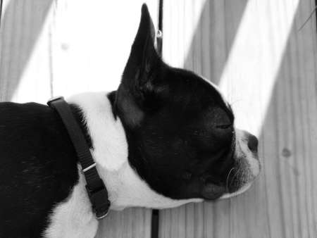 Sleeping Bostonの写真素材