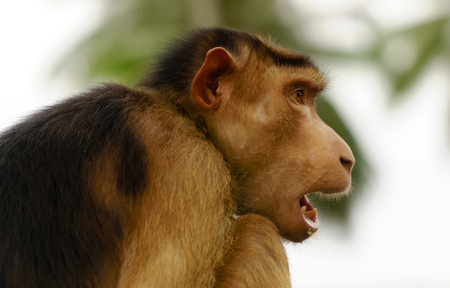 Monkeyの写真素材