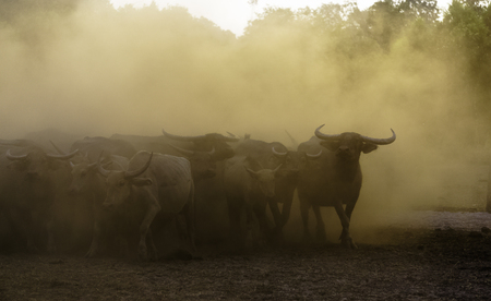 Buffaloの写真素材