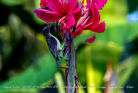 Sunbird and flower in the garden. (Nymphalidae)の写真素材