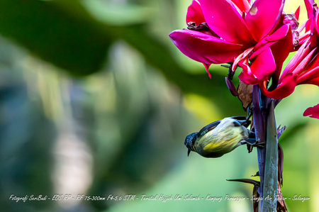 Olive-backed sunbird on a red flowerの写真素材