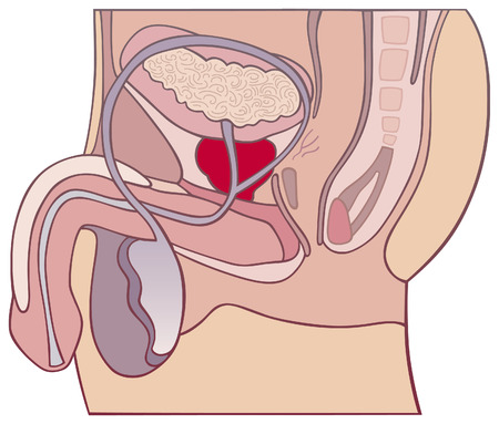 prostate gland and male reproductive systemのイラスト素材