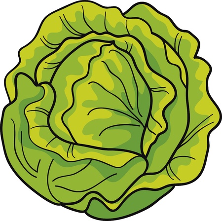 cartoon Illustration of green cabbageのイラスト素材