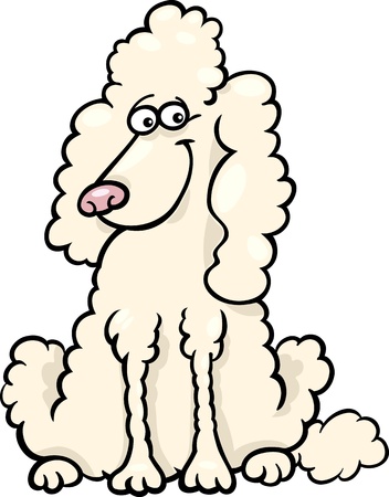 Cartoon Illustration of Funny Purebred White Poodleのイラスト素材