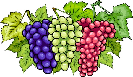 Cartoon Illustration of Three Bunches of White and Red and Black or Blue Grapes or Grapevine Fruit Food Designのイラスト素材