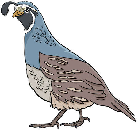 Cartoon illustration of funny quail bird animal characterのイラスト素材