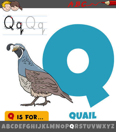 Educational cartoon illustration of letter Q from alphabet with quail bird animal character for childrenのイラスト素材