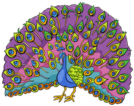 Cartoon illustration of peacock bird comic animal characterのイラスト素材
