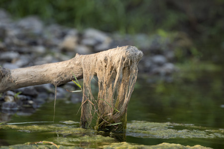 A wood pole hanging on a swamp on morning lightsの写真素材