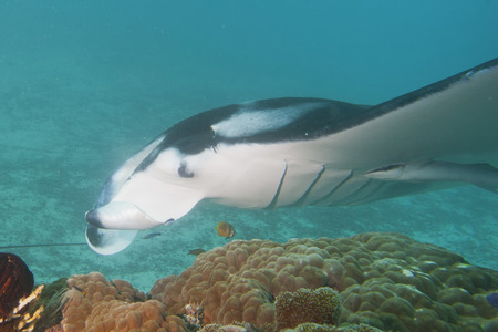 Manta close up portrait in Raja Ampat Papua Indonesia