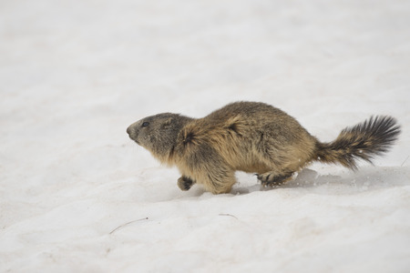 Isolated Marmot while running on the snow background in winterの写真素材