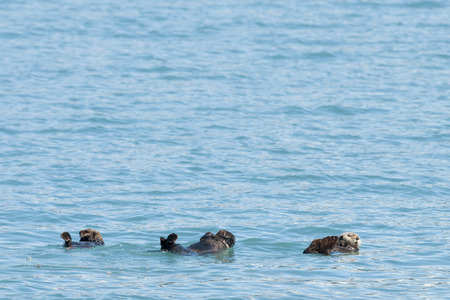 Sea otter swimming in Prince William Sound, Alaskaの写真素材