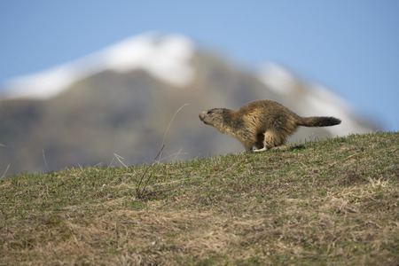 Marmot portrait while running on the edge of mountainの写真素材