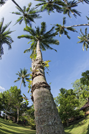 coconut tree fisheye view in tropical paradiseの写真素材