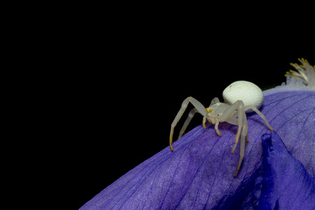 A white spider on a iris leafの写真素材