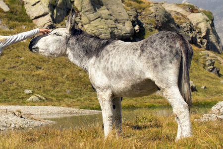 Donkey close up portrait on mountain backgroundの写真素材
