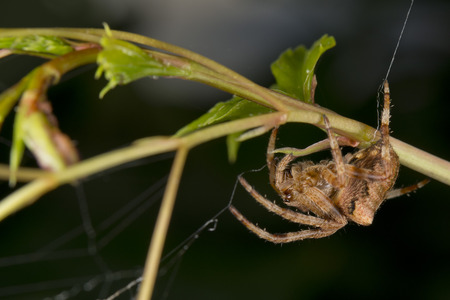 Jumping Spider macro while hanging from its webの写真素材