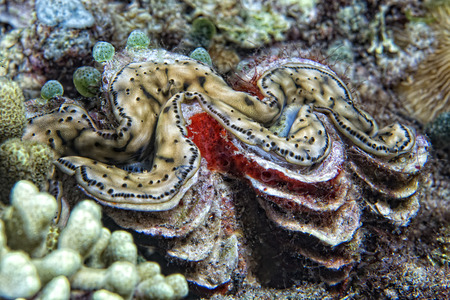 Tridacna brown giant clam close up portrait detailの写真素材