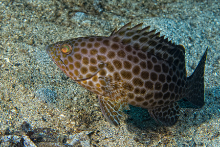 An isolated an black colorful grouper 