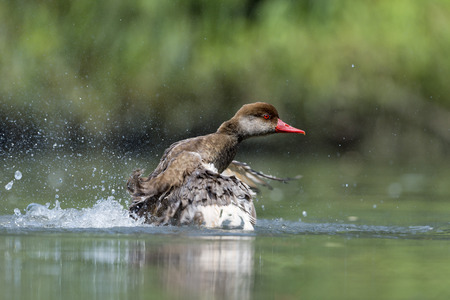 Wiild Duck while splashing on water backgroundの写真素材