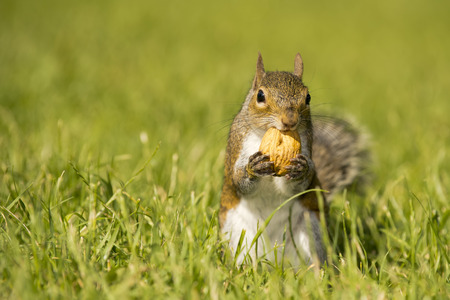 A grey squirrel  holding a nutの写真素材