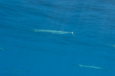 Needle fish underwater in red sea while scuba divingの写真素材
