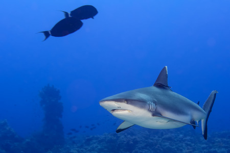 A grey shark jaws ready to attack underwater close up portraitの写真素材
