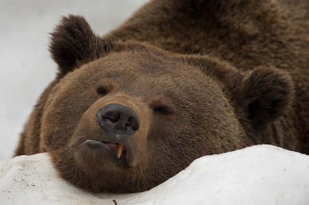 A black bear brown grizzly portrait in the snow while looking at youの写真素材