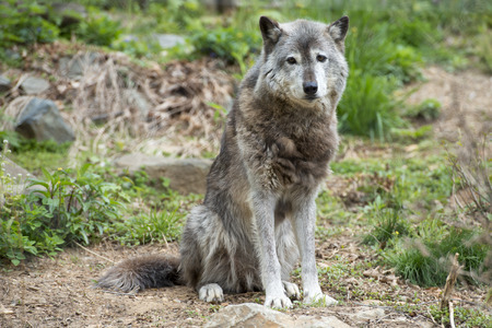 Grey wolf close up portrait