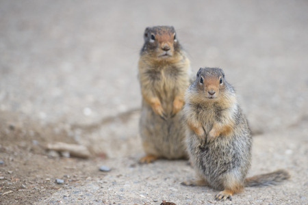 Ground squirrel portrait while looking at youの写真素材