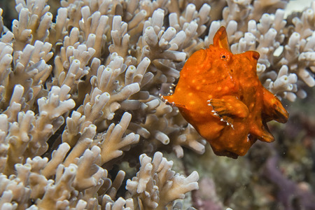 A red frog fish on hard coral macro in Cebu Philippinesの写真素材