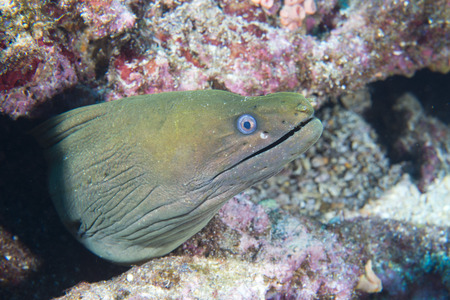Eel mooray in closeup shot
