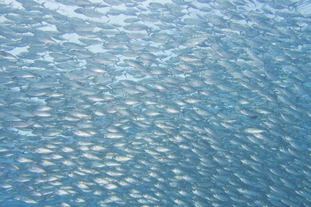 Inside a sardine school of fish close up in the deep blue sea