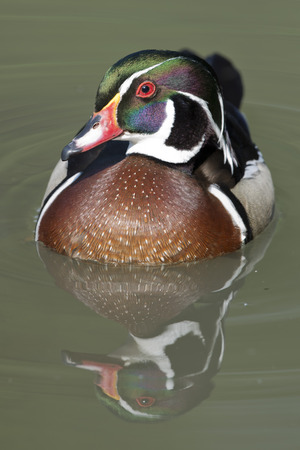 Duck portrait on green water backgroundの写真素材