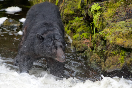 A black bear catching a salmon in Alaska riverの写真素材